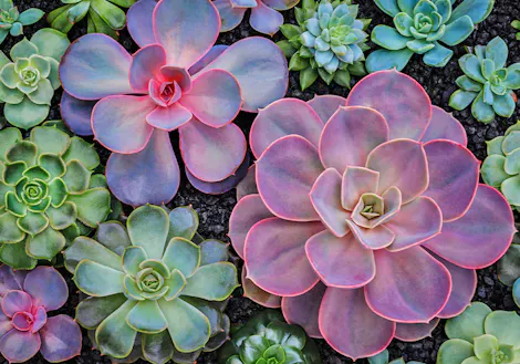 Various colorful succulents with pink, purple, and green leaves growing closely together on dark soil, creating a vibrant and diverse plant arrangement.