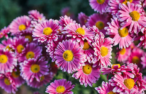 Photograph of a daisy chrysanthemum