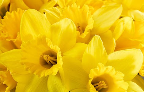 Photograph of daffodils