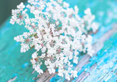 A clipped sprig of Queen Anne's Lace, posed against a piece of wood with chipped blue paint
