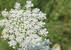 The white, flowery blossom of Queen Anne's Lace