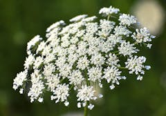 A fully mature bloom of Queen Anne's Lace