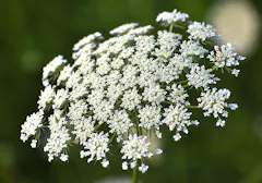A fully mature bloom of Queen Anne's Lace
