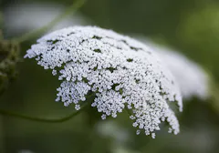 A rounded forest of Queen Anne's Lace flowers
