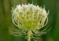 The stem and underbelly of a Queen Anne's Lace flower