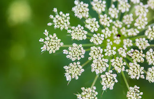 A sprig of Queen Anne's Lace, with soft focus, in a field of green