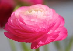 A single, bright pink ranunculus flower grows in the garden