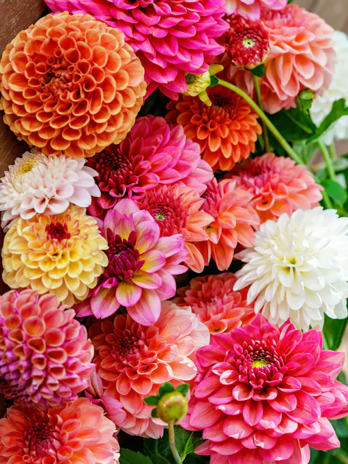 Bright dahlia bouquet featuring pink, orange, and white blooms in full layered petals