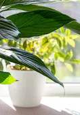 A lush, lively outdoor plant climbs a stone wall