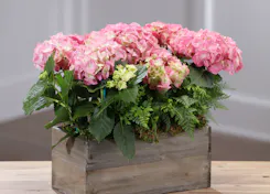 Mother's Day | Plants & Orchids