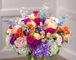 Vibrant Collection