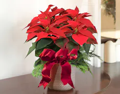 Christmas Poinsettias & Plants