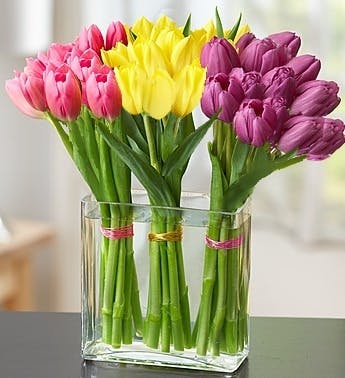 Fresh Holland Tulip Arrangements, Sameday Delivery, Carithers Florists