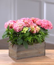 Spring Hydrangea Garden - Colors Vary Daily