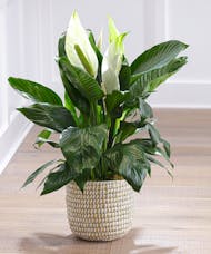 Peace Lily  - Spathiphyllum Plant in Decor Container
