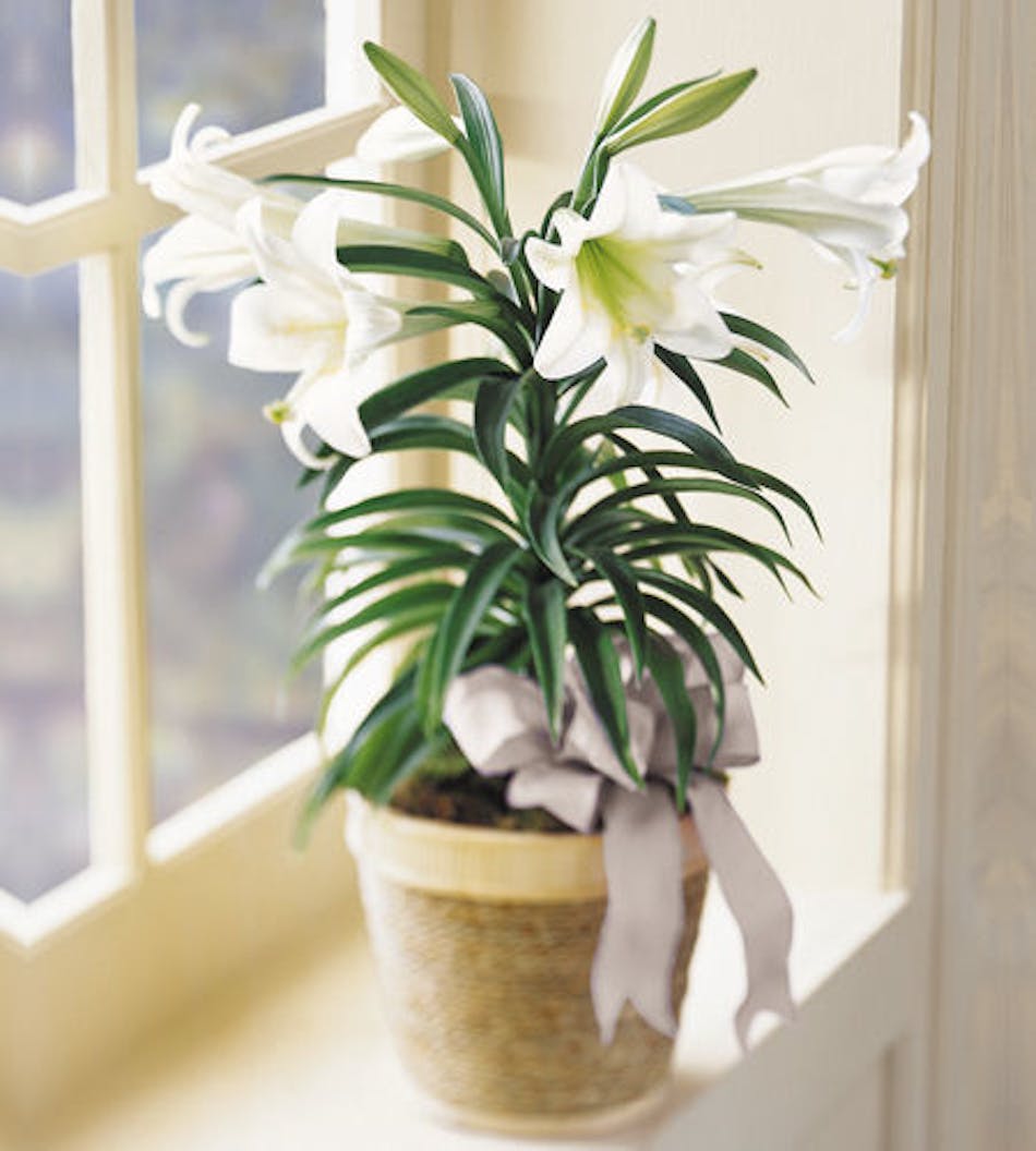 Easter Lilies for same day delivery