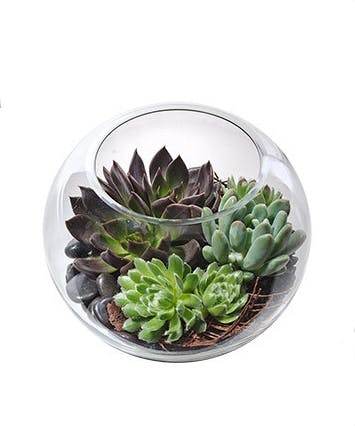 Succulent Garden in Glass - Carithers Flowers : Voted Best Florist