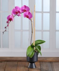 Purple Phalaenopsis Orchid in Decor Container