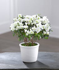 Flowering Azalea - White