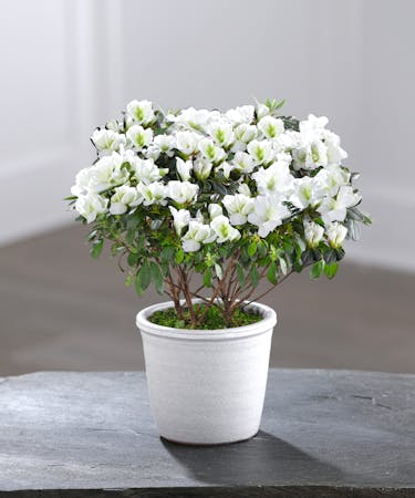 Flowering Azalea - White
