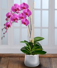 Double Purple Phalaenopsis Orchid - Decor Container