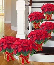 Holiday Poinsettia Groupings