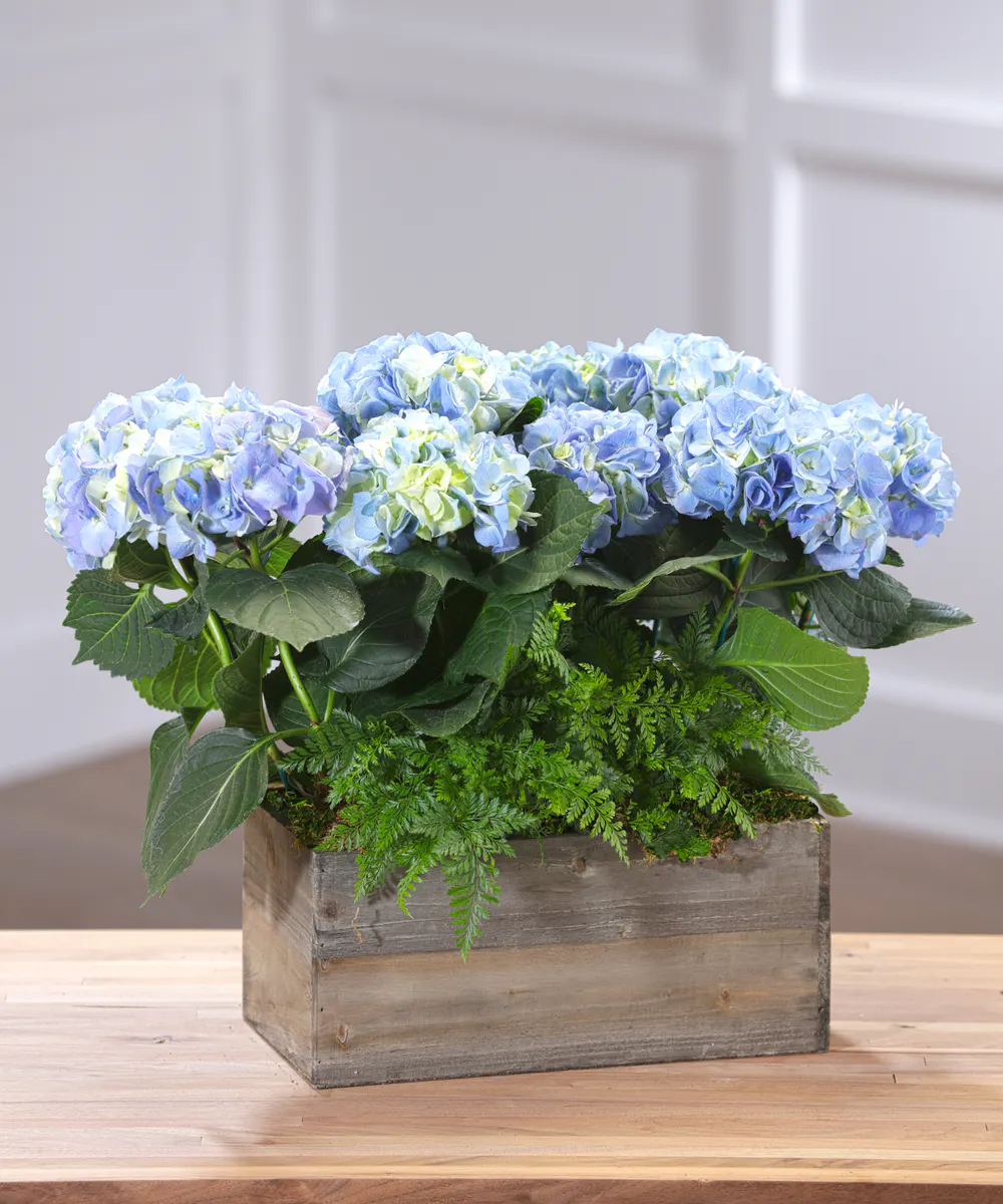 Blue Hydrangea Plants Delivery Atlanta by Carithers Florist