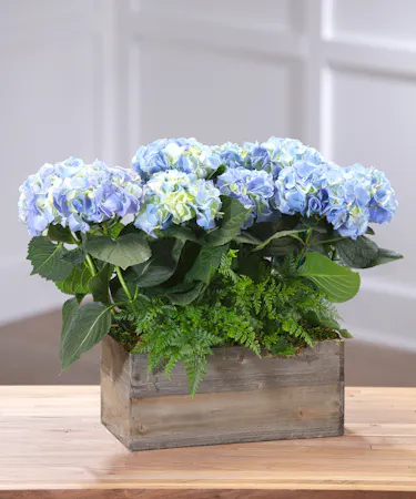 Blue Hydrangea Plants, Florist Delivery Atlanta