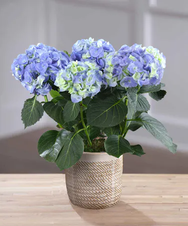 Blue Hydrangea Plants Delivery Atlanta