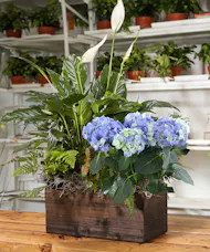 Blooming Hydrangea & Peace Lily Planter