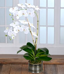 Double White Phalaenopsis Orchid in Decor Container