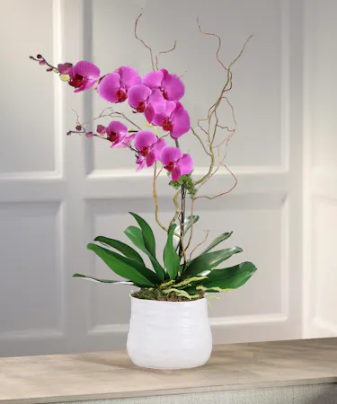 Purple Phalaenopsis Orchid Plant, Carithers Flowers Atlanta