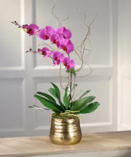 Double Purple Phalaenopsis Orchid - Decor Container