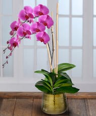 Double Purple Orchid - Gold Decor Container