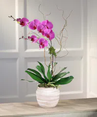 Double Purple Phalaenopsis Orchid - Art Mocha Decor Container