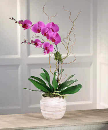 Purple Phalaenopsis Orchid Plant, Carithers Flowers Atlanta