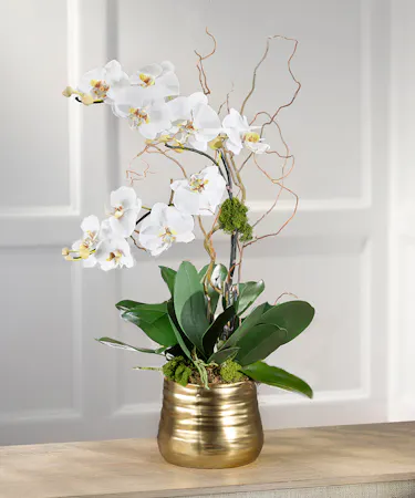 Double white Phalaenopsis Orchid Plant, Carithers Flowers Atlanta