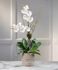 Double White Phalaenopsis Orchid - Decor Container
