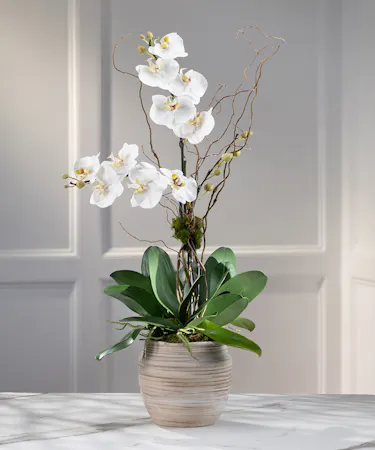 Double white Phalaenopsis Orchid Plant, Carithers Flowers Atlanta
