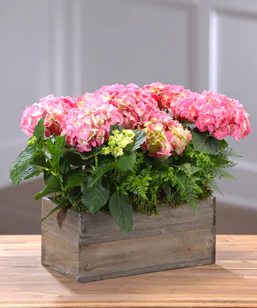 Blue Hydrangea Plants, Florist Delivery Atlanta