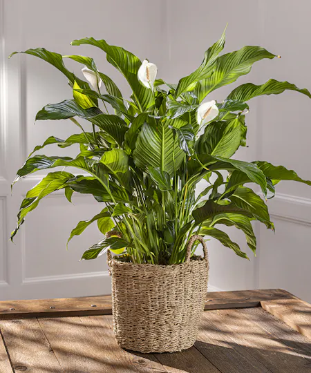 Sympathy Plants & Gardens 