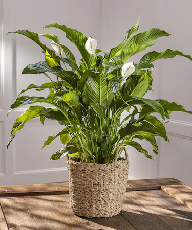 Flowering Peace Lily Plant - Spathiphyllum