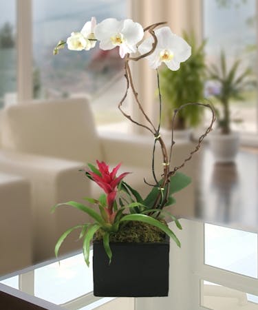 Premium Orchid Plants Carithers Flowers Atlanta