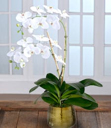 Double White Phalaenopsis Orchid - Decor Container