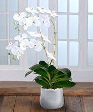 Double White Phalaenopsis Orchid - White Decor Container