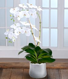 Double White Phalaenopsis Orchid - Decor Container
