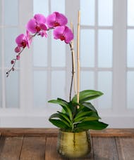 Purple Orchid - Gold Container
