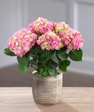 Pink Hydrangea Plants Delivery Atlanta, Carithers Flowers