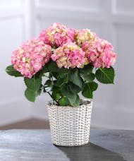 Pink Hydrangea in Decor Container