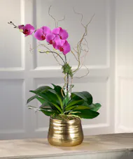 Purple Phalaenopsis Orchid in Decor Container